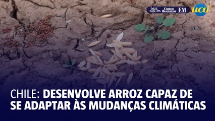 Chile desenvolve arroz capaz de se adaptar às mudanças climáticas
