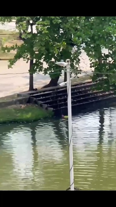 Mujer es salvada de ser devorada por un cocodrilo en Villahermosa, Tabasco