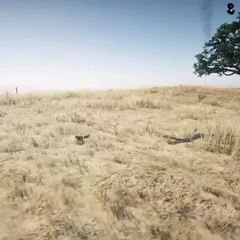 A snack and a squirrel in jungle #jungle #short #kashaffvlogs