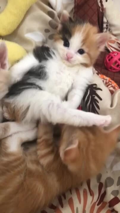 Cat Gracefully Extends Her Leg in Dramatic Pose