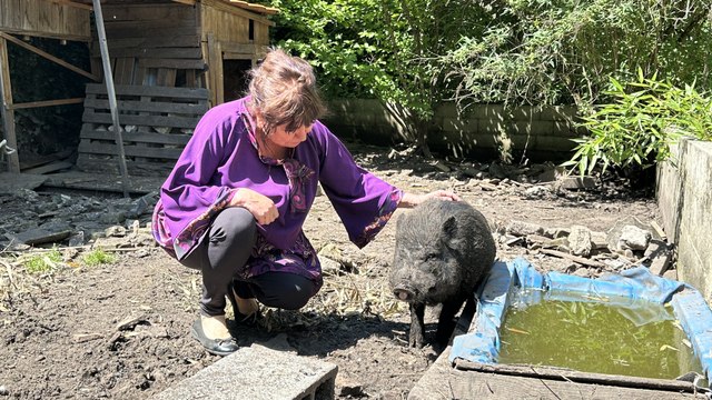 Je sais qu'il va réapparaître : sa propriétaire cherche toujours Truf, le cochon disparu dans les inondations en Dordogne