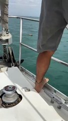 Encuentran perro en mar de Baja California Sur