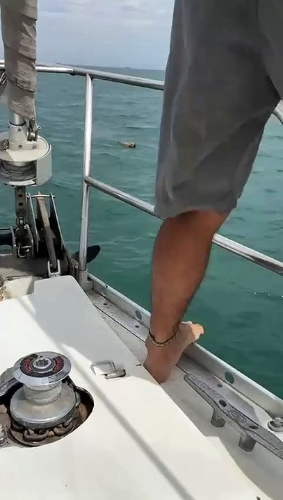 Encuentran perro en mar de Baja California Sur
