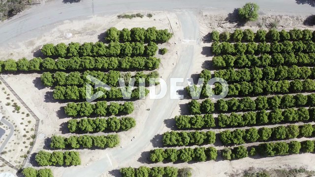 A beautiful birds-eye view drone shot, drone flying over a plantation in California