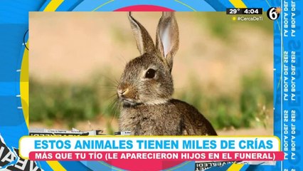 Estos animales pueden tener miles de crías