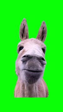 Donkey funny green screen 💚