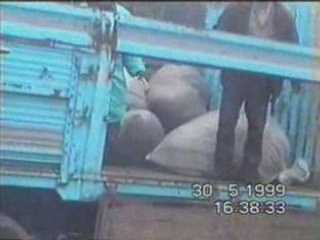 çakut- VANA AÇMA 1999-4- KAVRUN.TR.GG