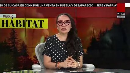 Reportan la muerte de 86 ballenas grises en Baja California Sur | Milenio Hábitat