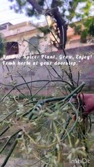 No need to get these spices from the market