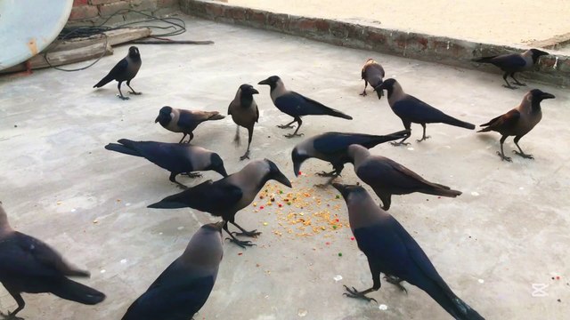Different kauwa ki awaz - Crow Feeding Time & Crow sound for Salty,  P-9