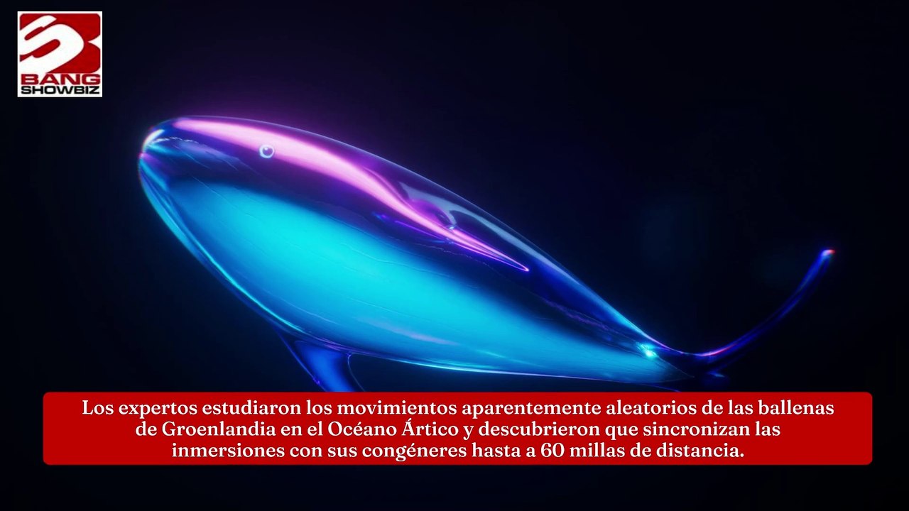 Las ballenas bucean a dúo a larga distancia