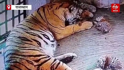 नाहरगढ़ बायोलॉजिकल पार्क में कैमरे पर शावकों के साथ दिखी 'रानी', जानिए क्या है डाइट प्लान