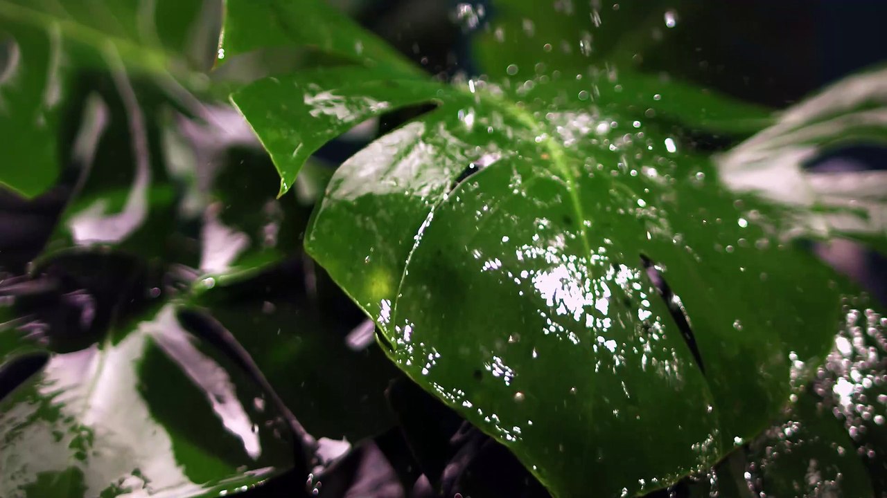 Nature Videos