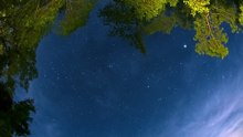 Starry Sky Framed by Trees