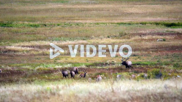 Bull elk during the elk rut of Fall 2021 in Estes Park, Colorado