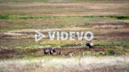 Bull elk during the elk rut of Fall 2021 in Estes Park, Colorado