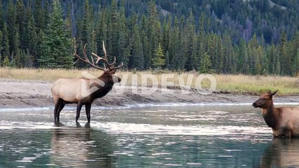 Dominant male elk bugles in river next to a cow, rutting season