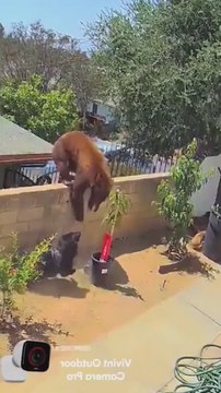 Una señora enfrenta a una osa y su cría y lo que hace después te dejará sin palabras