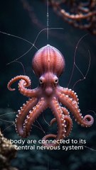 Octopuses have three hearts