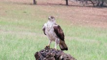 Aguila Perdicera Aquila fasciata en el hide Titanes del cielo