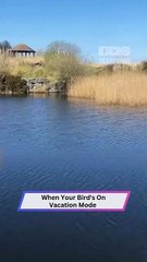 This Bird Forgot It's in Public — Funniest Bird Moment Ever!