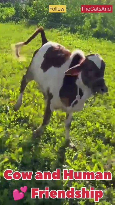 Cow 🐄 and Human Friendship | Animal Friendship | #animal #human # ...