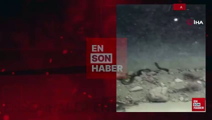 Ankara'da kepçe operatörü toprak kazarken 2,5 metrelik yılanla karşılaştı