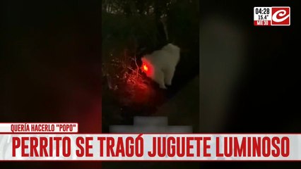 Perrito tragó juguete luminoso y fue filmado mientras intentaba expulsarlo