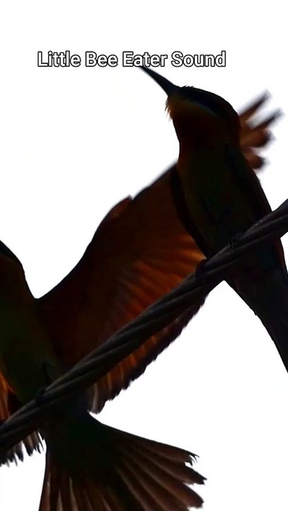 Little Bee Eater Sound