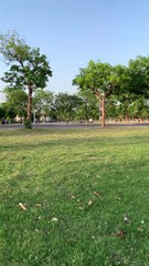 Everything is Green here