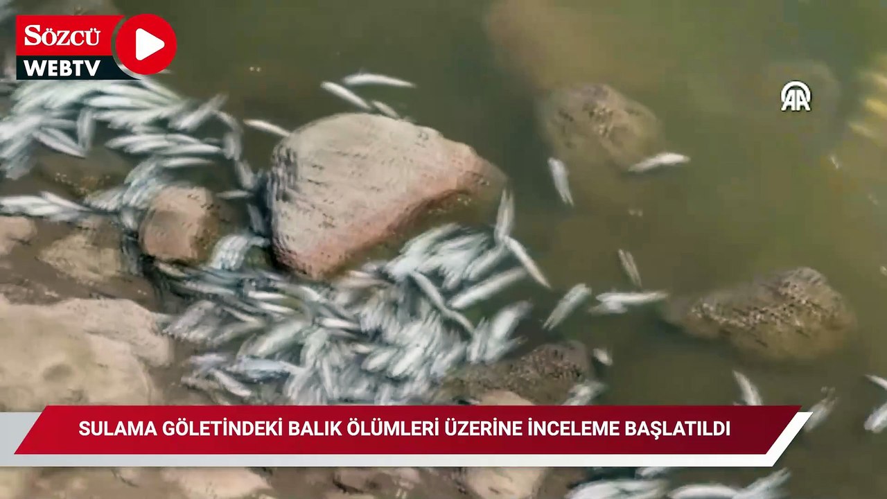 Sulama göletindeki balık ölümleri üzerine inceleme başlatıldı