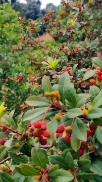 इस पक्षी की आवाज एक दर्द भरी कहानी बयां करती है... #kumaoni #lokkatha #kafal #kafalpako #devbhoomi #uttarakhandi #uttarakhandtourism #explore