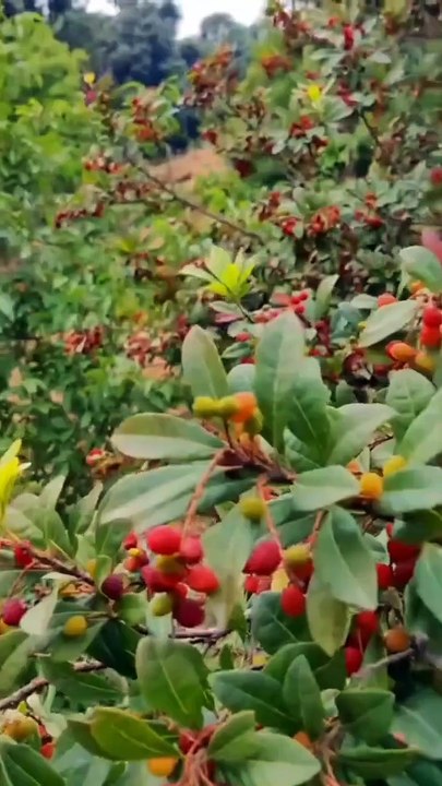 इस पक्षी की आवाज एक दर्द भरी कहानी बयां करती है...   #kumaoni #lokkatha #kafal #kafalpako #devbhoomi #uttarakhandi #uttarakhandtourism #explore