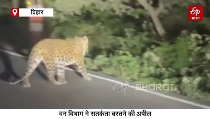 VIDEO : जब सड़क पर शान से घूमते दिखा तेंदुआ.. रोमांच से भरे पर्यटकों के उड़ गए होश