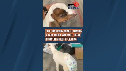 Lucu, Seseorang Membeli Kambing Secara Daring, Warganet: Orang Introvert Mencoba Beternak