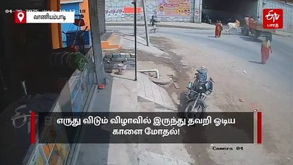 வழி தவறி ஓடிய காளை - பார்வை மாற்றுத்திறனாளி தம்பதி படுகாயம்! வெளியான அதிர்ச்சி வீடியோ!