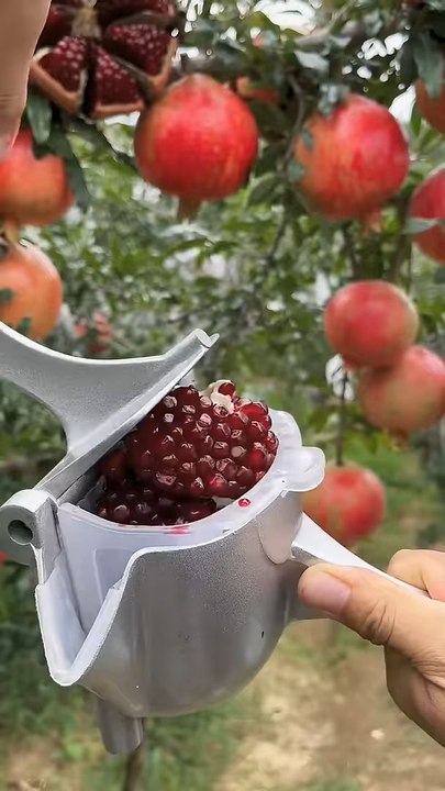 tasty fruits 🤤😋