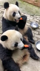 The daily life of pandas 🐼(57)   #Panda #Lovely
