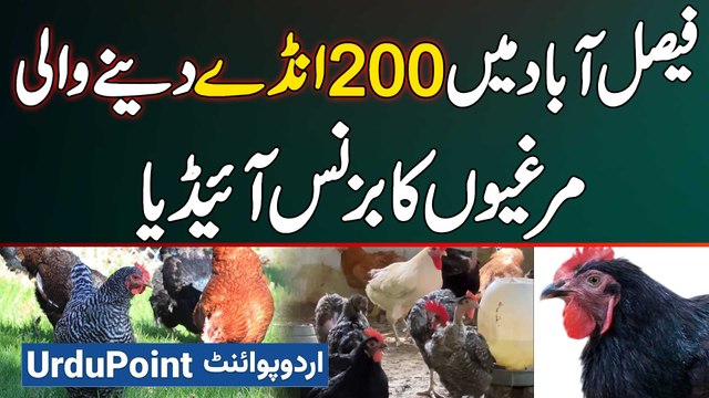 200 Egg Laying Chicken Breed Developed - Poultry Farm Business Plan - Desi Chicken Farming At Home