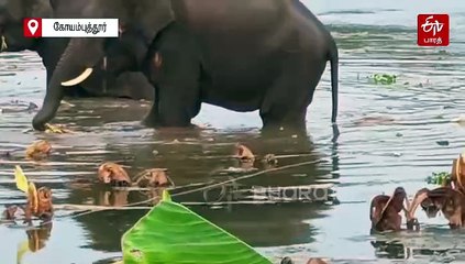 கோவையில் உடல்நலக் குறைவால் 17 வயது யானை உயிரிழப்பு!