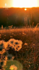 Nasheed That Heals the Soul | Peaceful Vibes