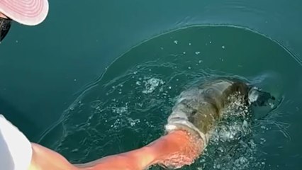 Man nabs massive 50cm bass with his bare hands