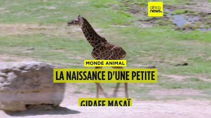 Monde animal : un petit mâle girafe Masaï est né à San Diego