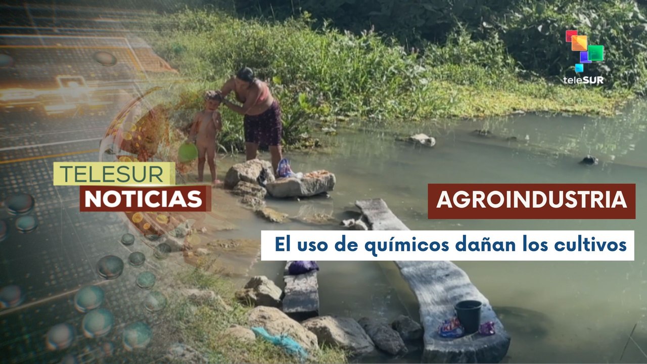 En Guatemala, las plantaciones de caña de azúcar de más de 3000 mil hectáreas de tierra provocan sequía y contaminación de ríos