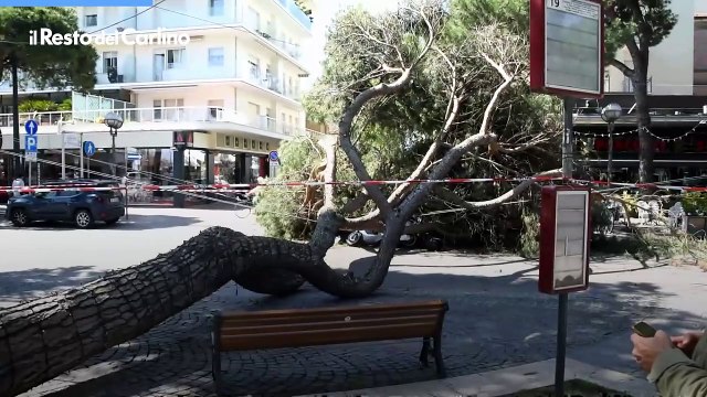 Albero Caduto a Rimini: il video