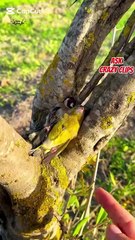 AMAZING BEAUTIFUL CREATURES!ASKCRAZY CLIPS