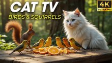Video for Cats to Watch Bird – Nonstop Bird Movement and Sounds - CatTV Central