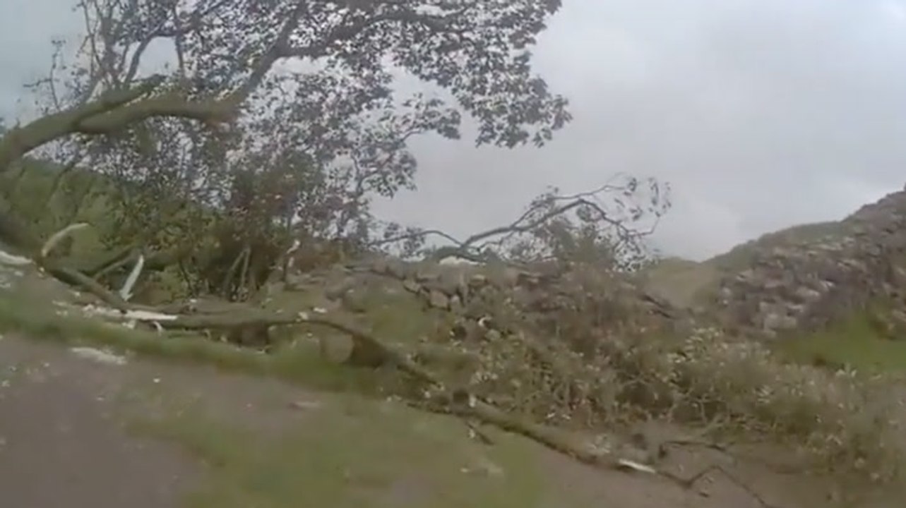 Sycamore Gap: Bodycam footage from first officer on scene of felled 150-year-old tree