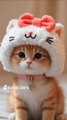 A white hat baby cat!! 😍 #cat #cute #lipsync #kitten #catlover@lizzysbeautyshowetc.6895