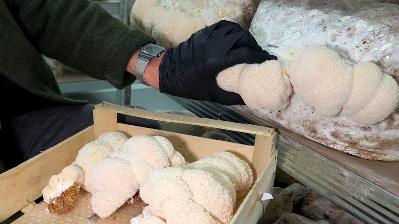 Ce champignon booste-t-il vraiment notre cerveau ?